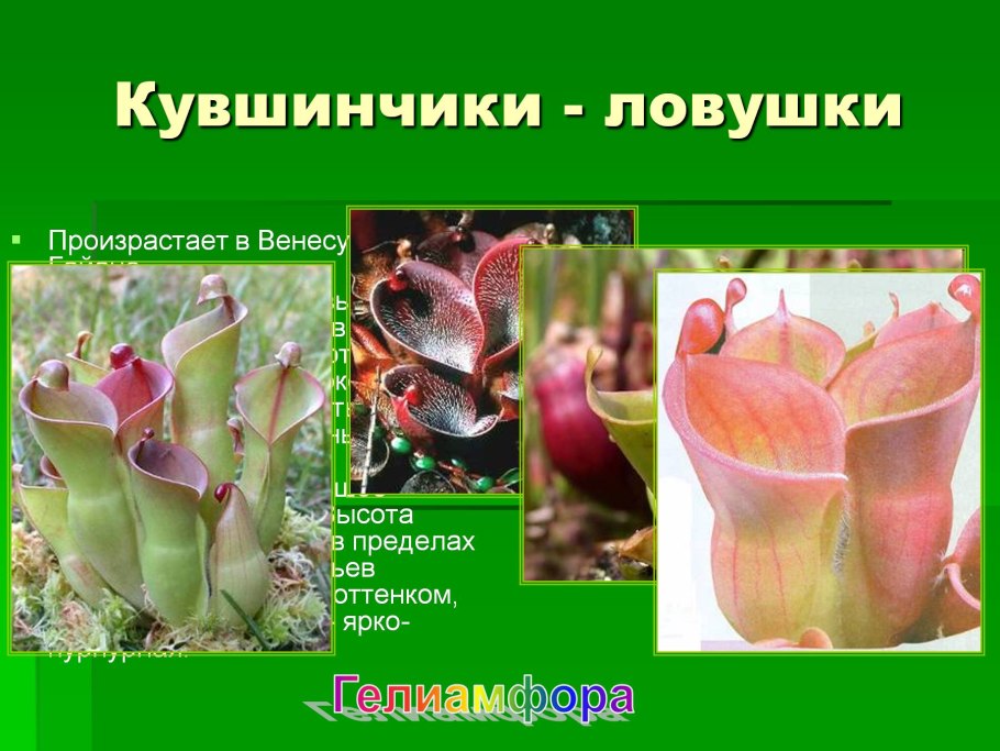 Венерина Дионея