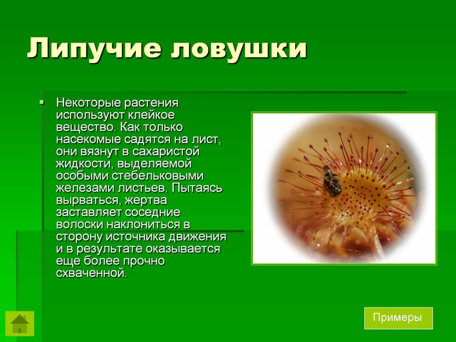 Липучие ловушки растения