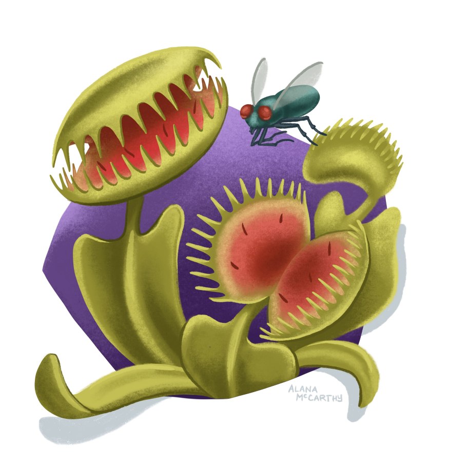 Венерина мухоловка