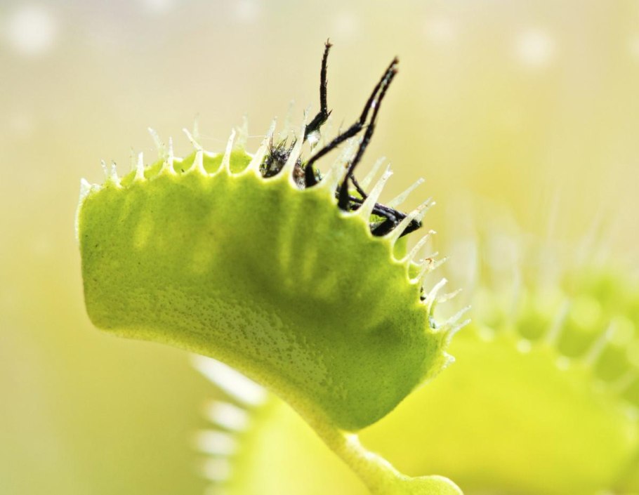 Венера мухоловка морской анемон