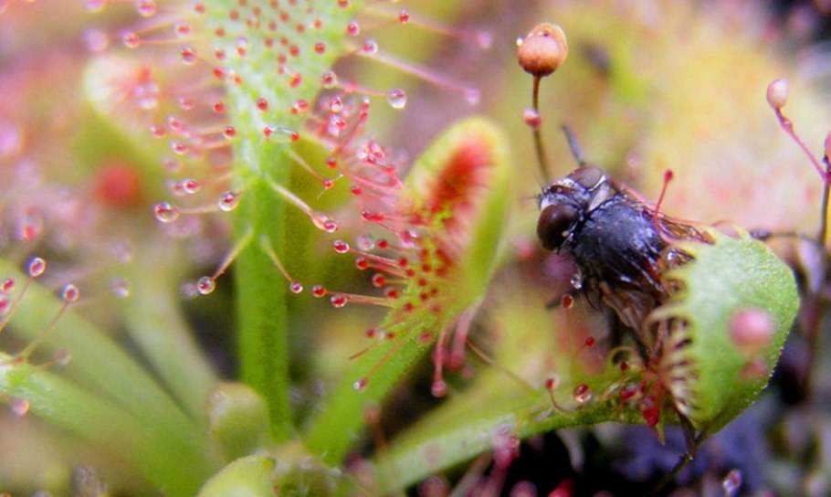 Лиана непентес
