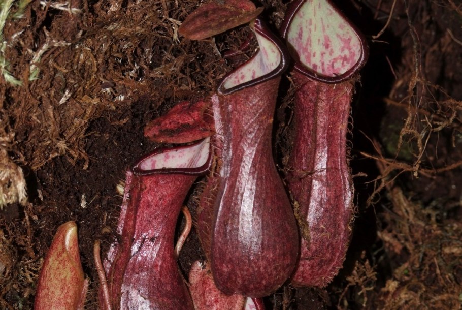 Растение хищник Венерина мухоловка