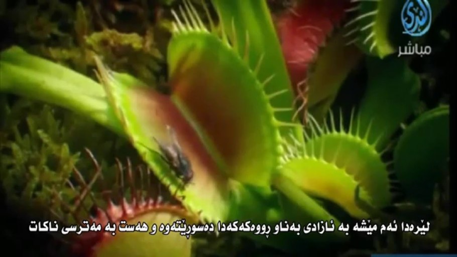 Непентес растение хищник