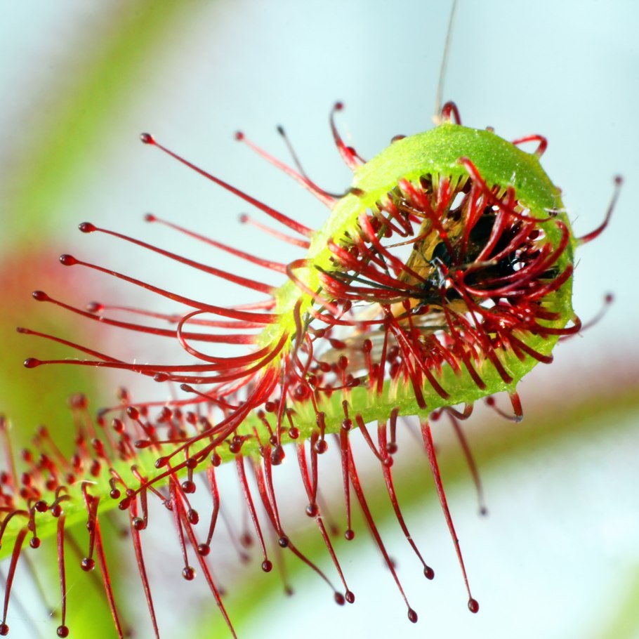 Drosera trap хищное растение