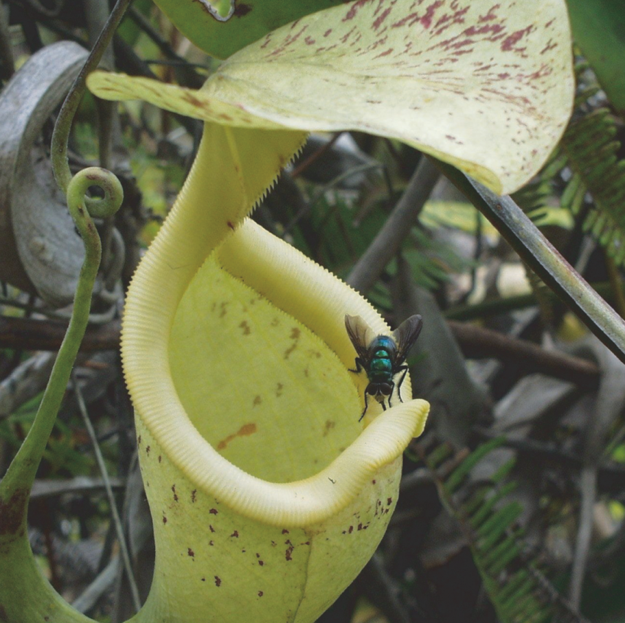 Nepenthes rafflesiana