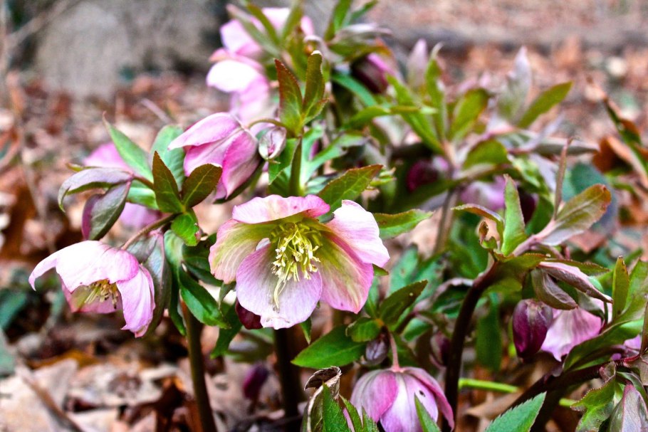 Морозник первоцвет