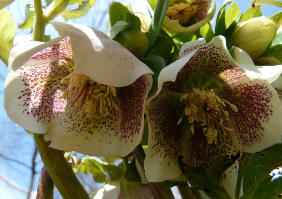 Морозник atrorubens