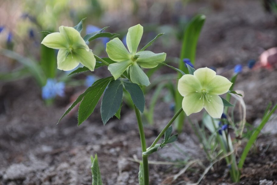Морозник Рождественская роза