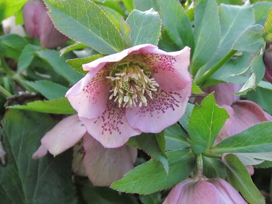 Морозник зелёный