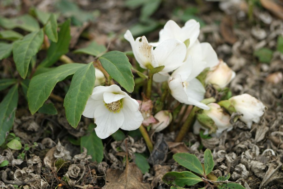 Helleborus caucasicus