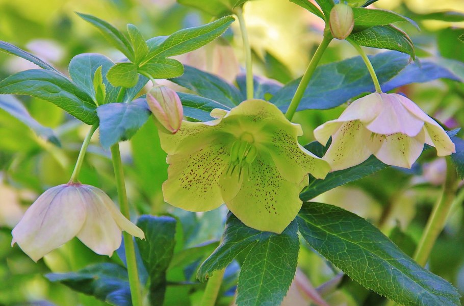 Морозник Spring Angel