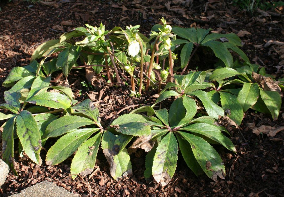 Морозник кавказский (Helleborus caucasicus)