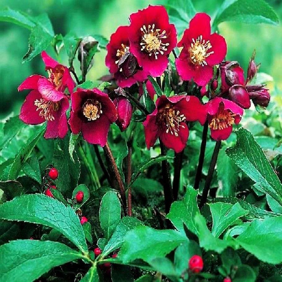 Морозник (Helleborus) кавказский