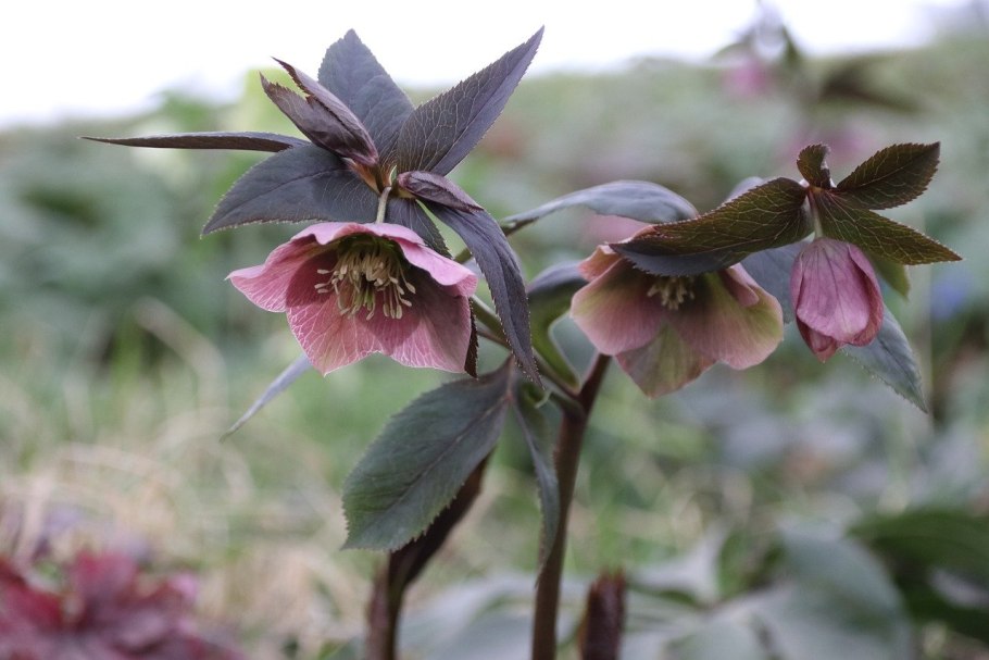 Морозник Helleborus Pirouette