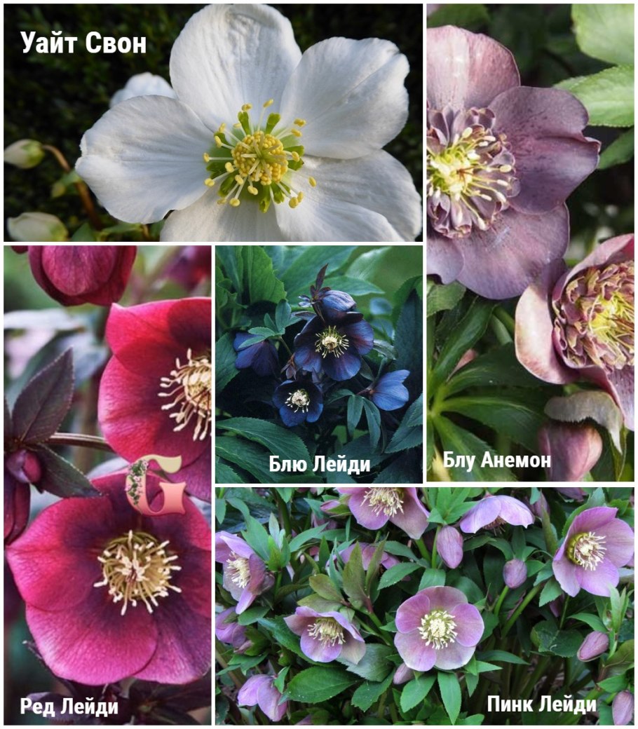 Морозник зелёный