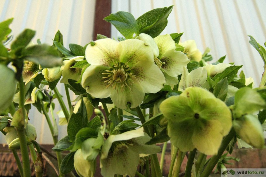 Морозник (Helleborus) кавказский