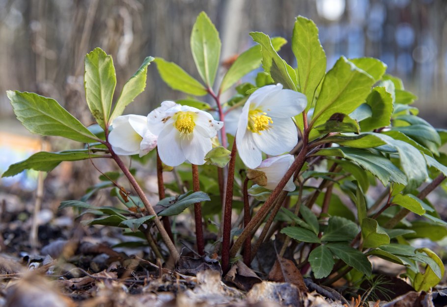 Порошок кавказский морозник