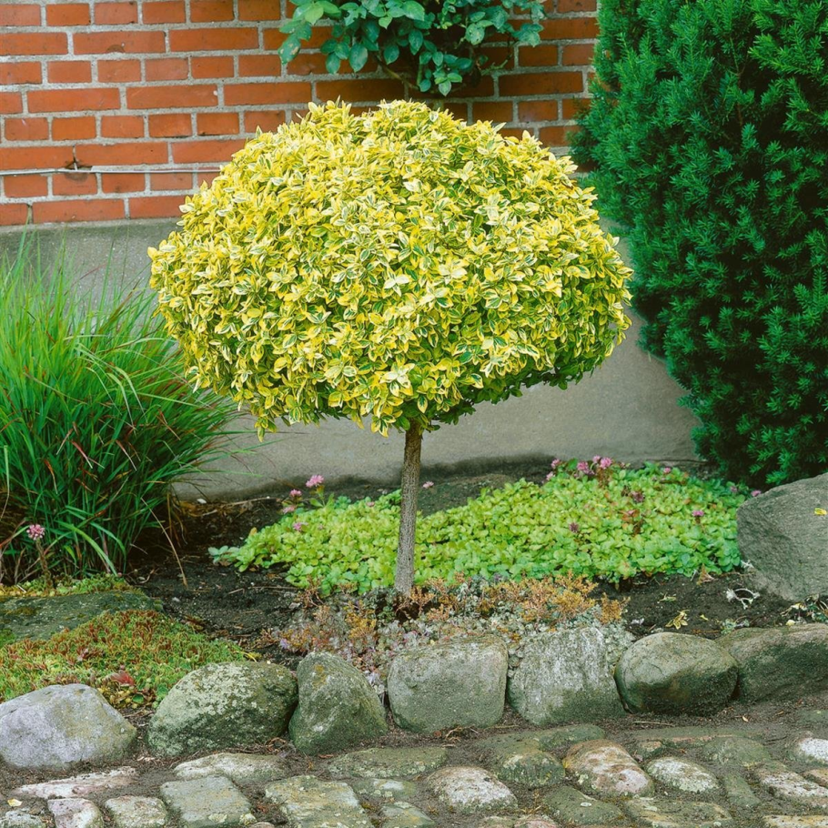 Ива цельнолистная (Salix Integra Hakuro Nishiki)