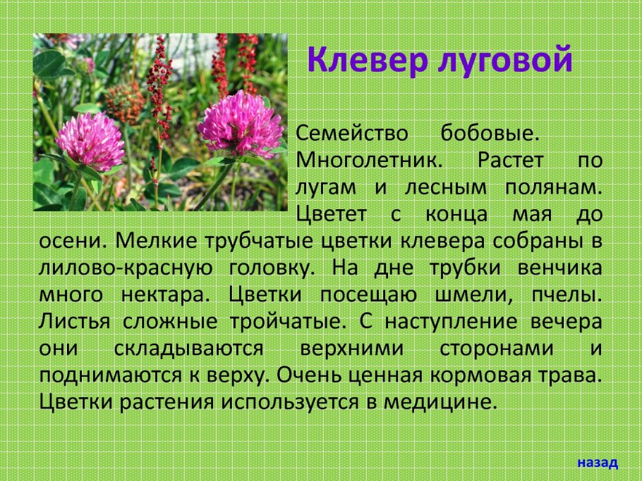 Козлятник Дальневосточный