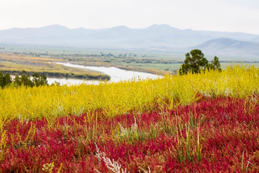 Сурепка обыкновенная