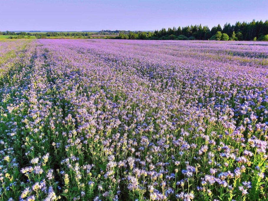 Вейниково Осоковые Луга