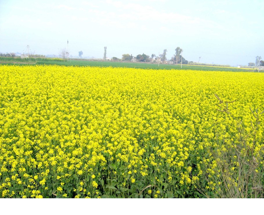 Свекла кормовая розовая Киевская