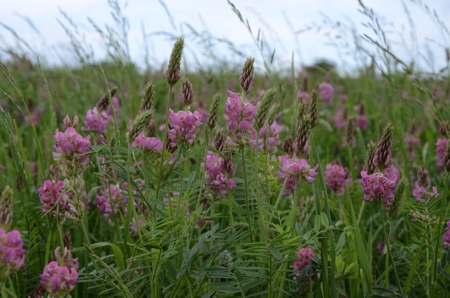 Клевер медонос