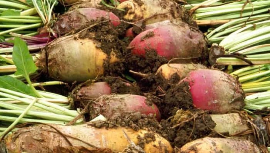 Клевер люцерна эспарцет