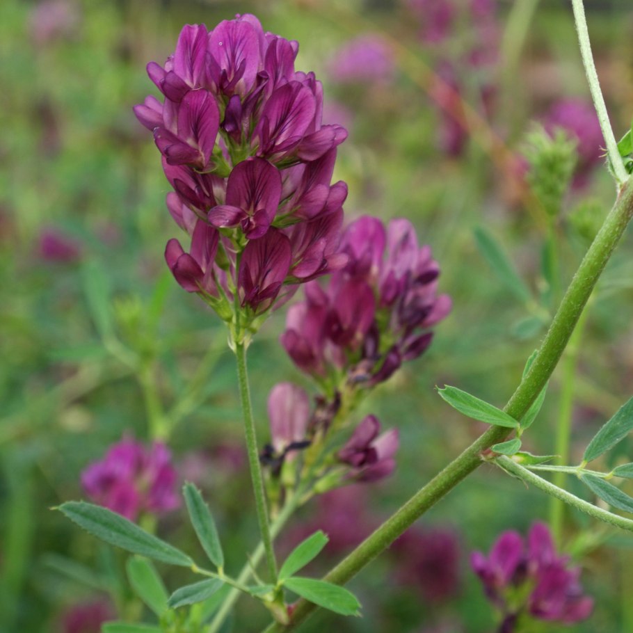 Свекла кормовая Эккендорфская желтая