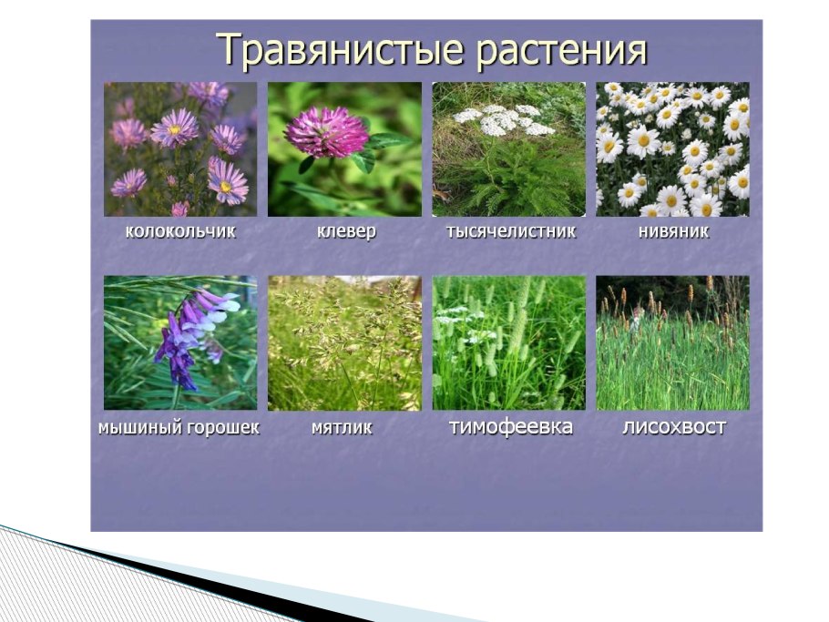 Кормовые сеяные травы