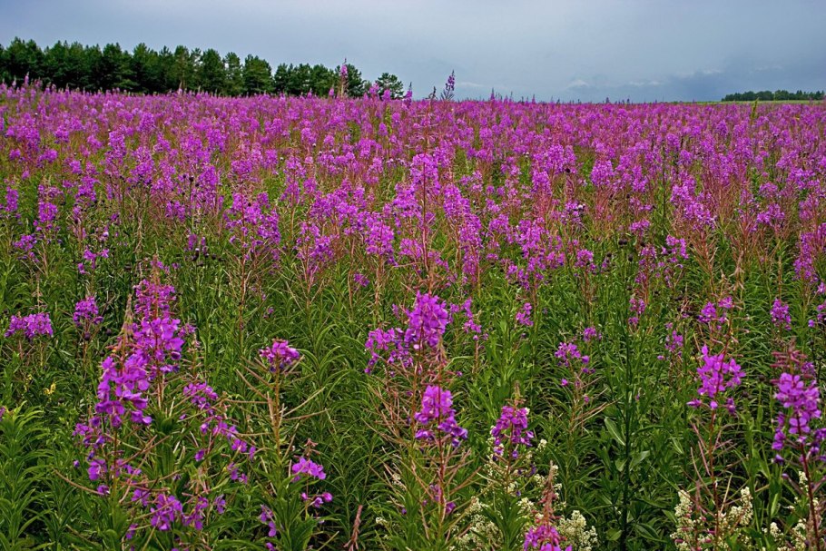 Красная саранка на Байкале