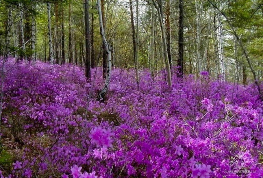 Лекарственные растения Оренбуржья