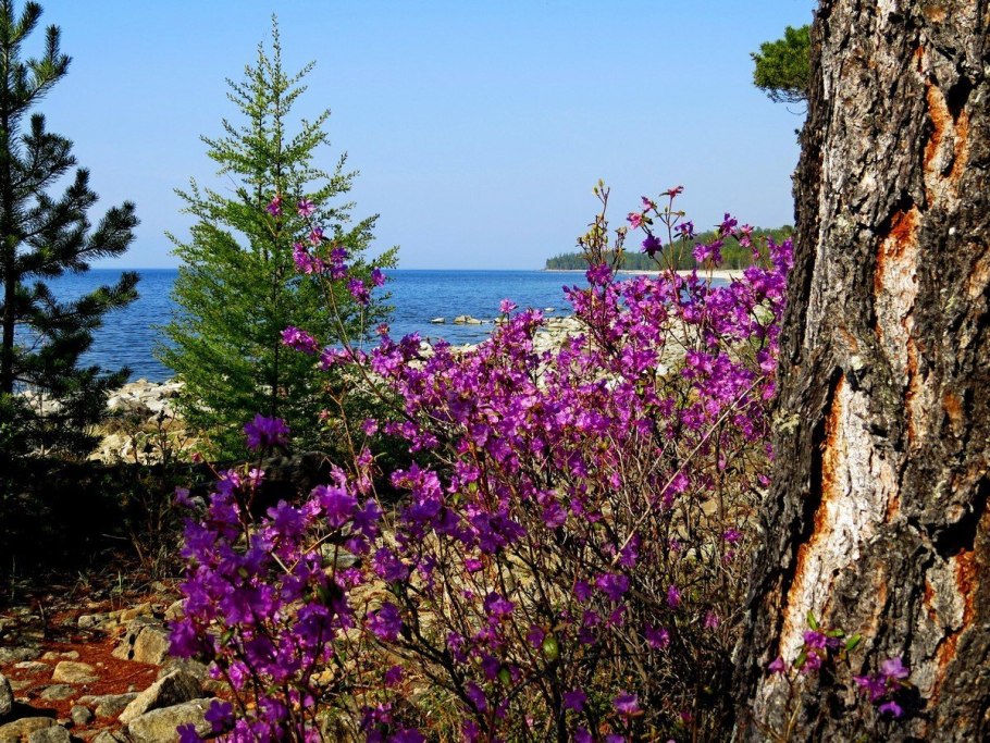 Сидераты Вика рапс