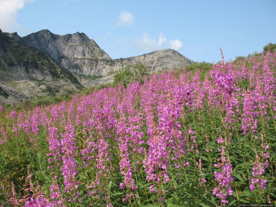 Чересполосица люцерна эспарцет