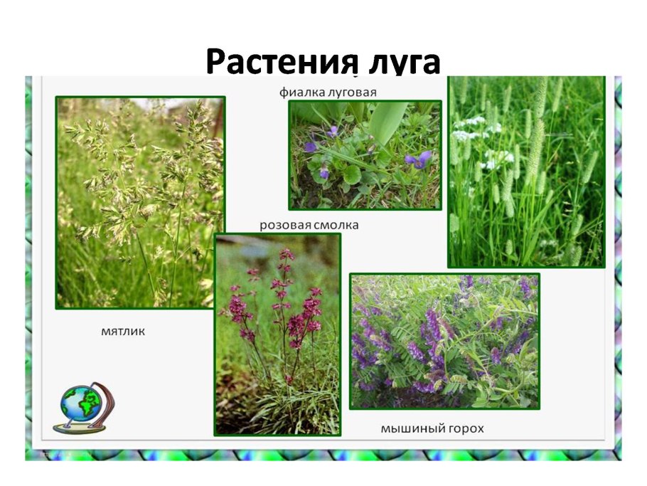 Донник описание растения