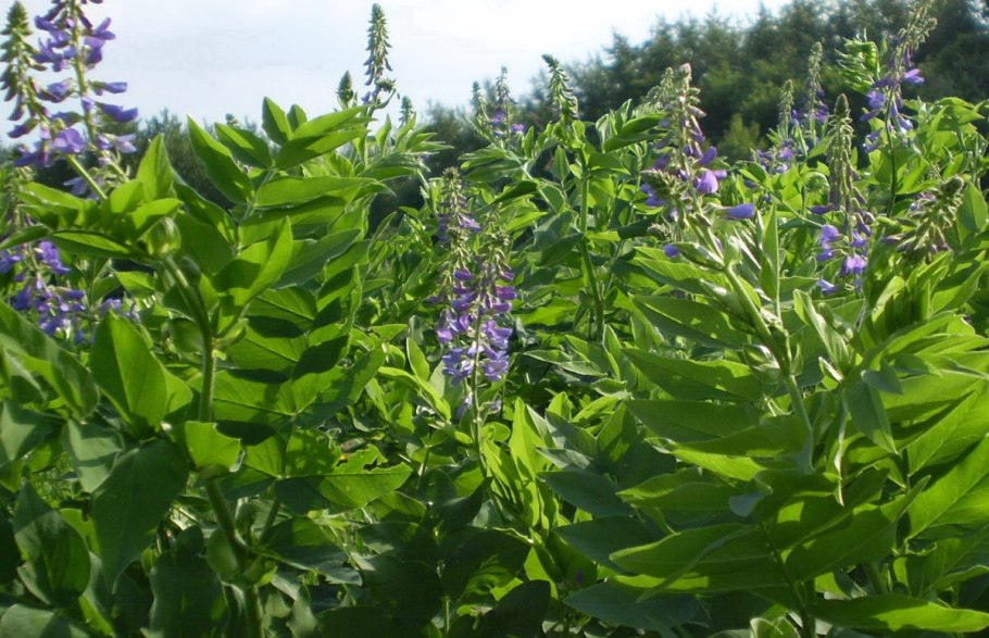 Эспарцет виколистный