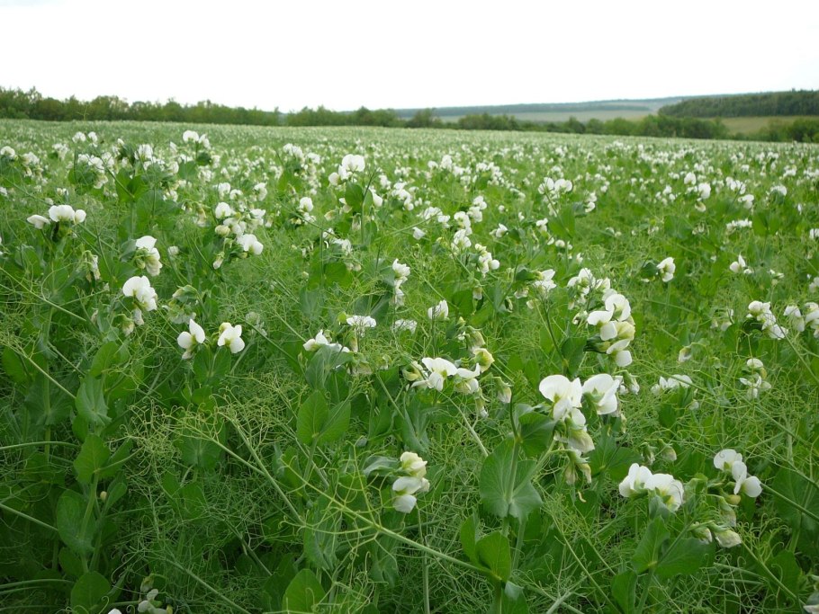 Эспарцет песчаный