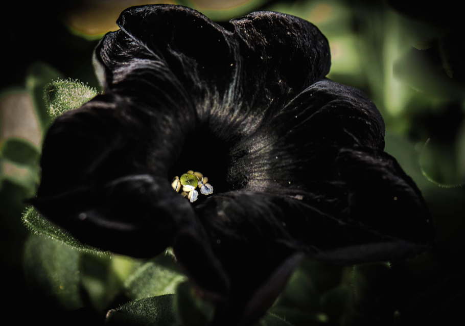 Натуральный чёрный цветок