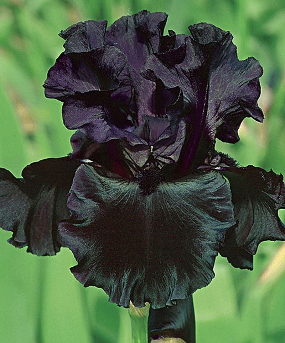 Калла Zantedeschia Cantor