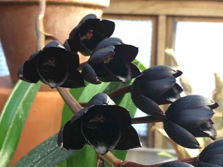 Филодендрон черный Кардинал