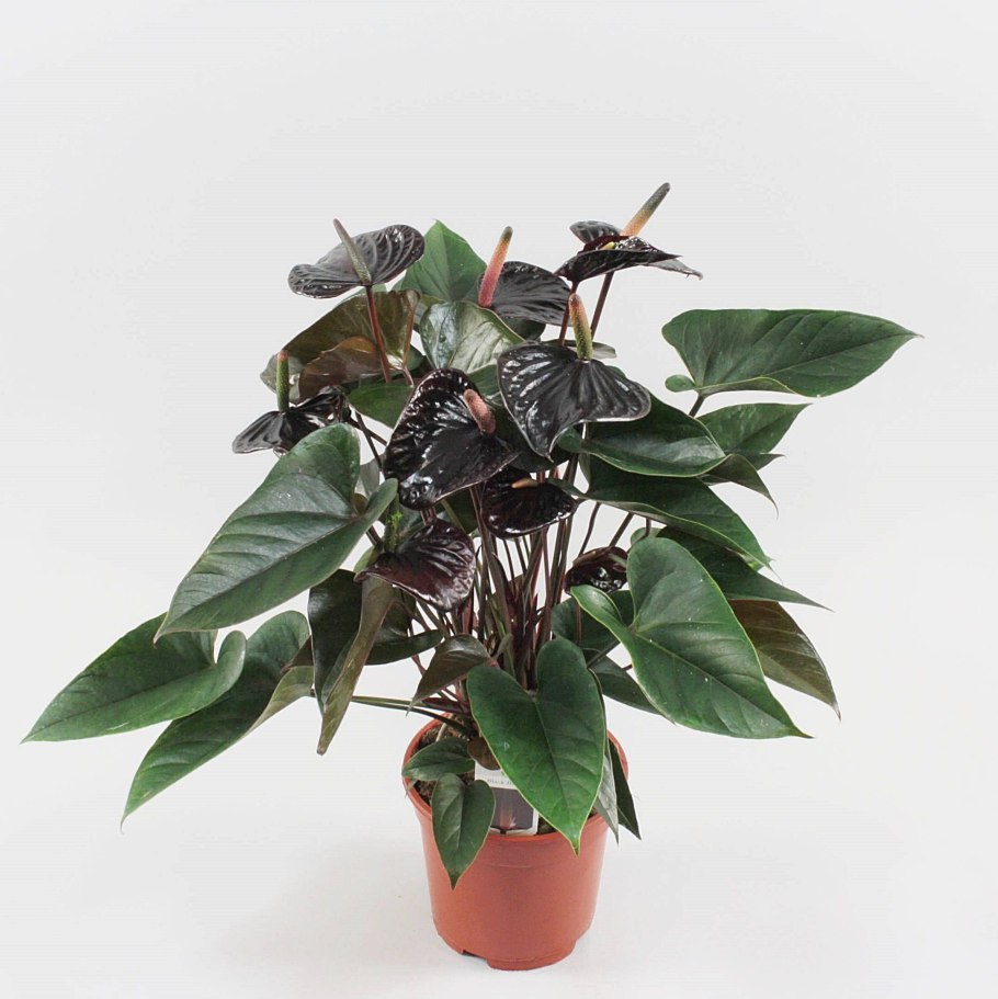 Черные цветы