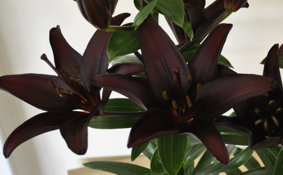 Комнатное растение черная Лилия
