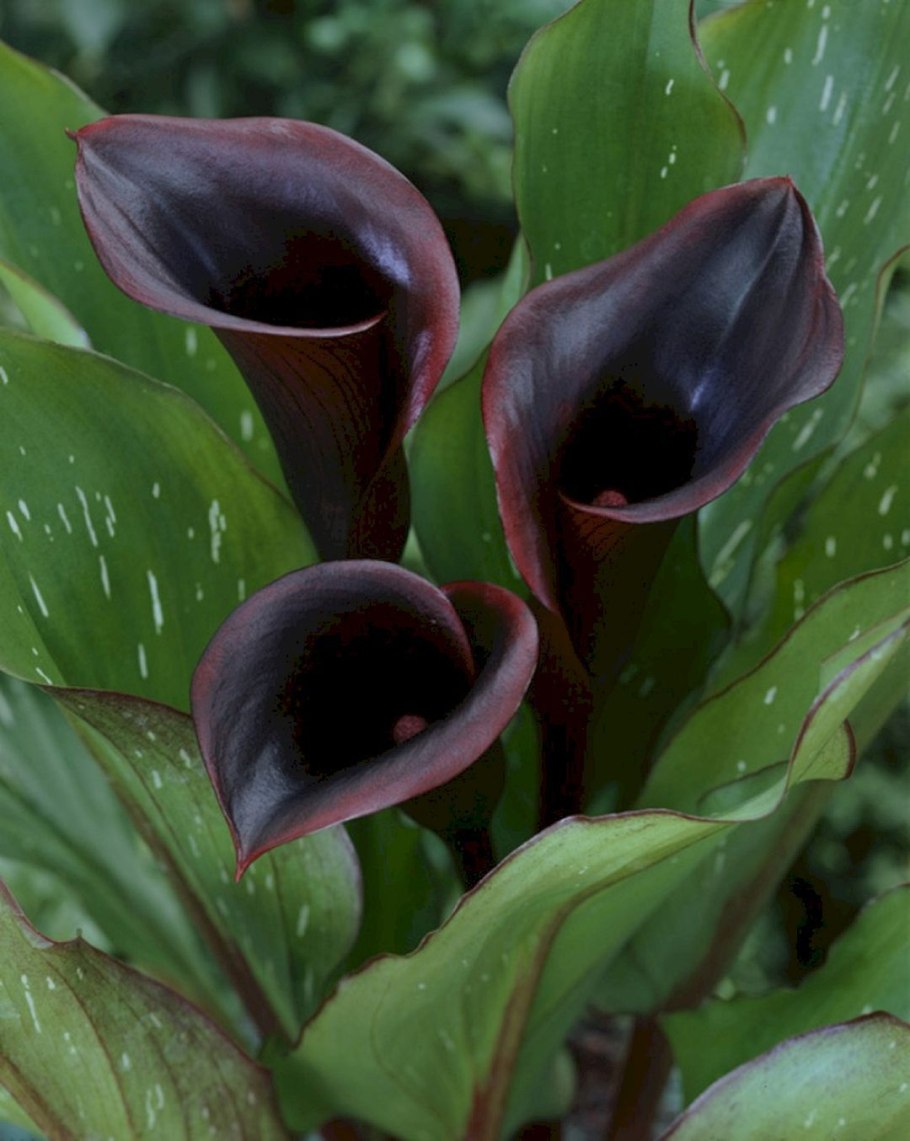 Рябчик Камчатский