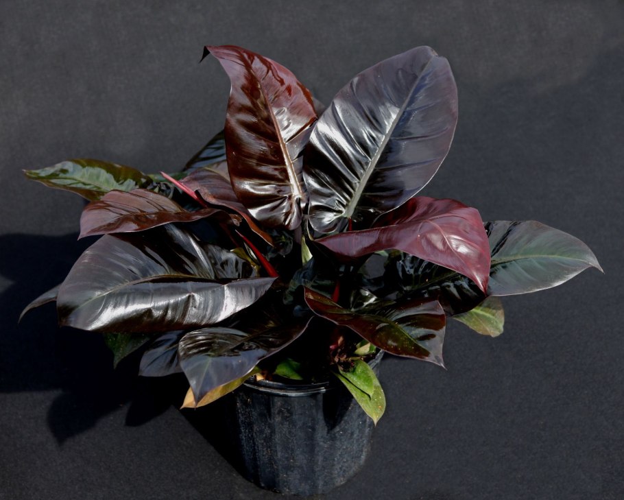 Калла Schwarzwalder (Шварцвальдер)