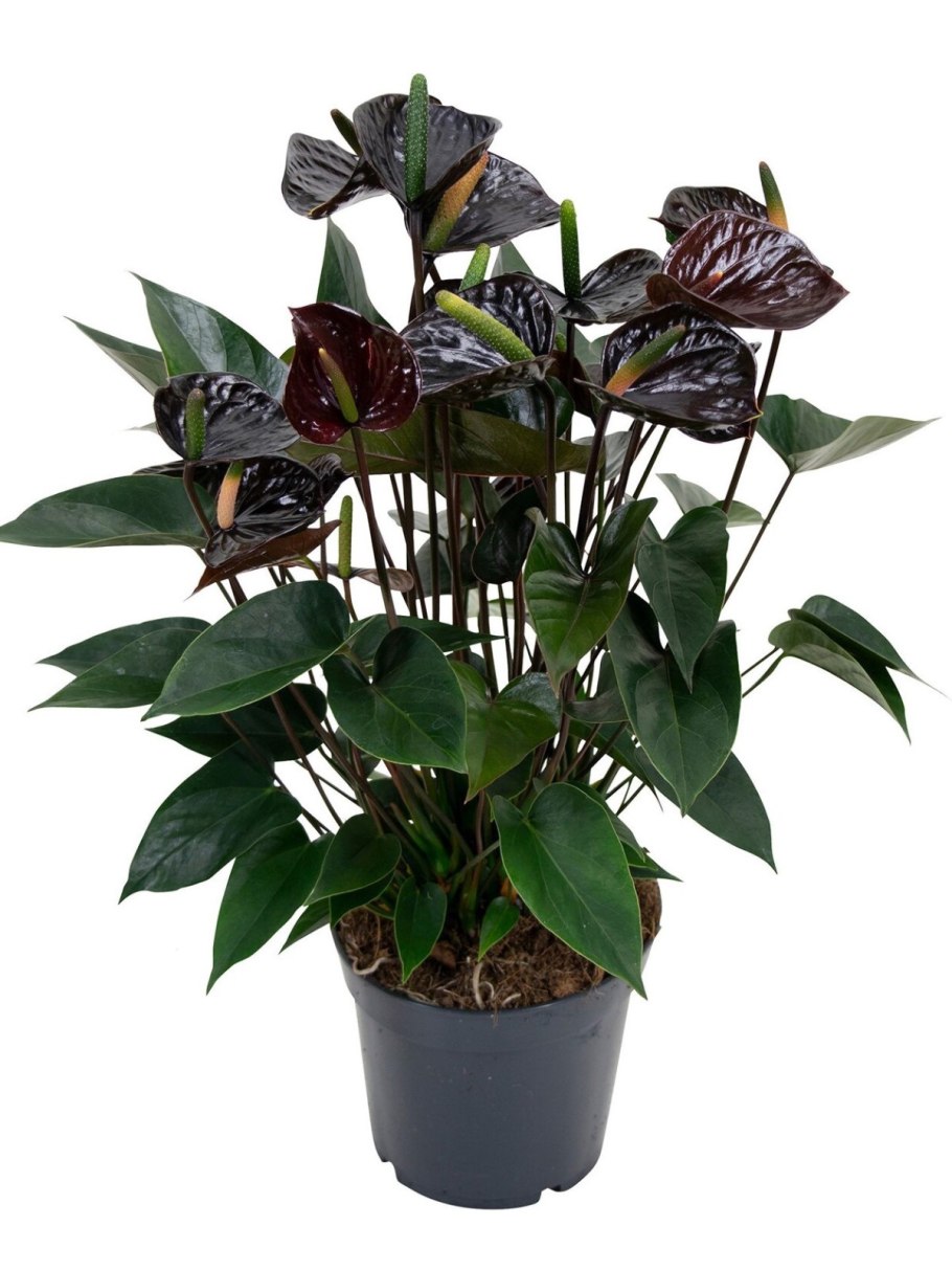 Петуния Crazytunia Black Mamba