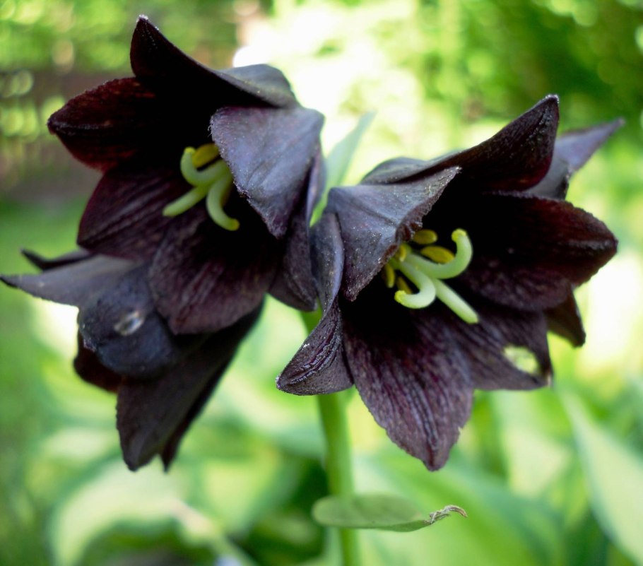 Аронник пятнистый