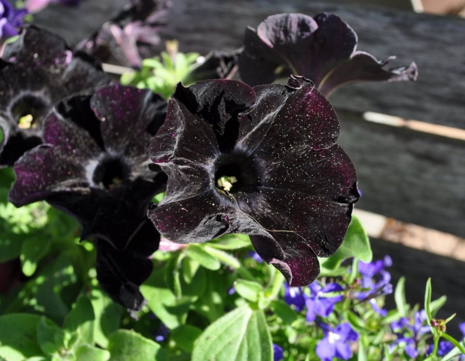 Калла Капитан Каррера