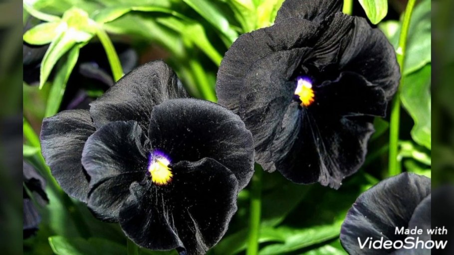 Калла Каптейн Промис