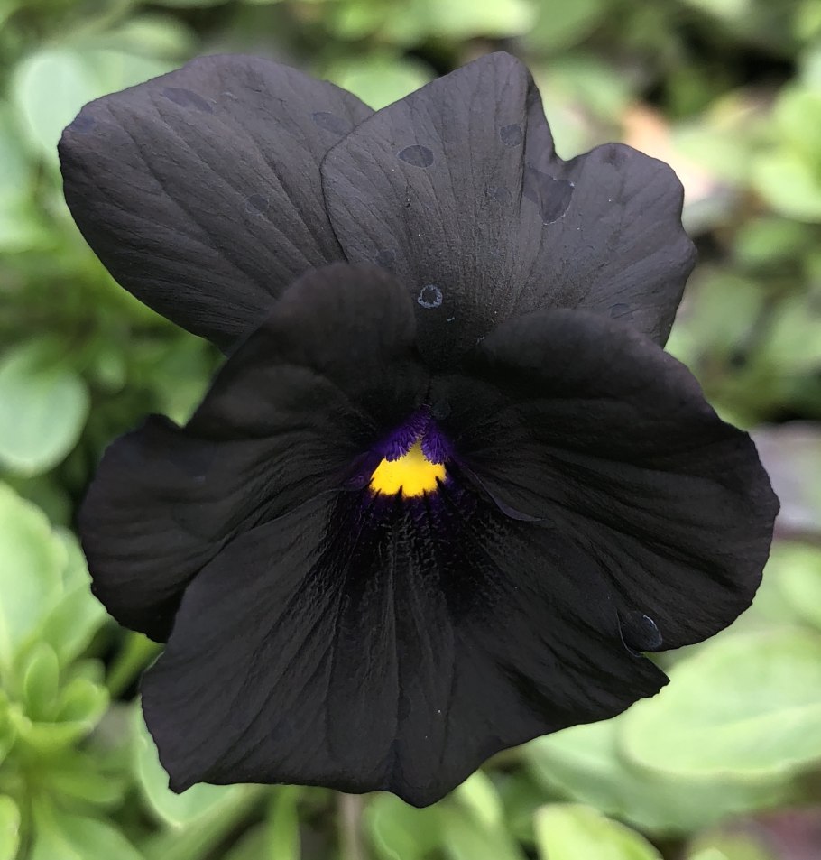 Черные пины