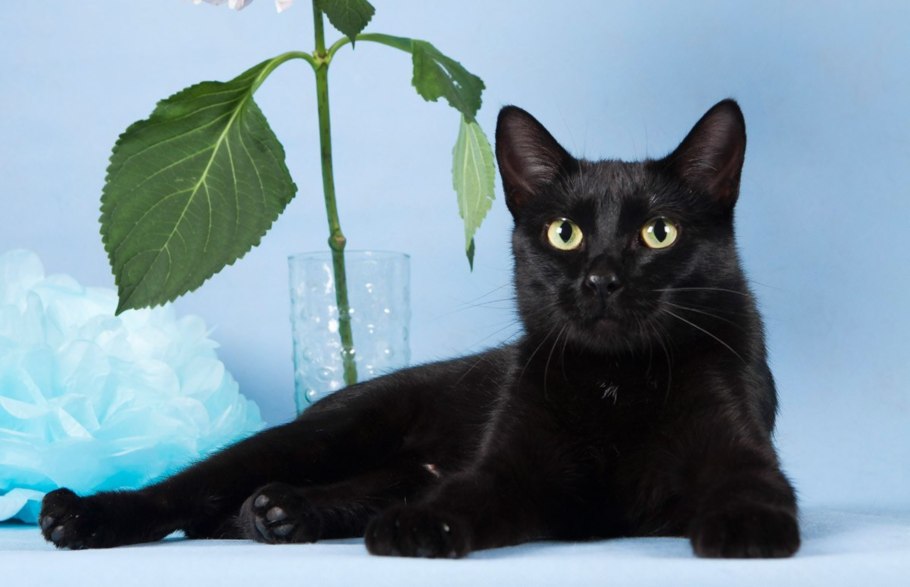 Рябчик Камчатский (Fritillaria camschatcensis)